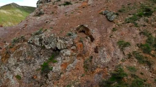 EAGLE ATTACK ON MOTHER BEAR AND CUBS CAUGHT ON CAMERA